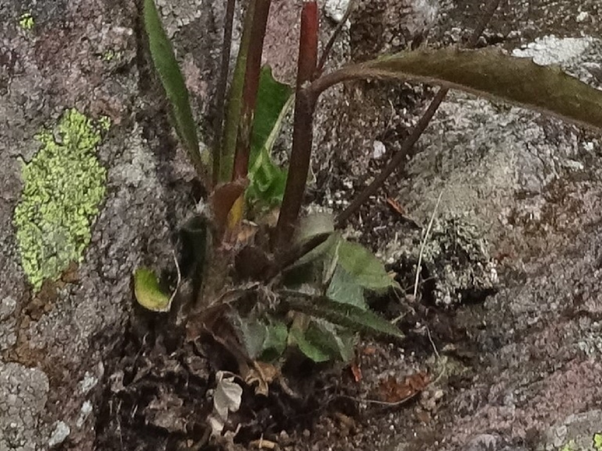 Hieracium vaginatum (Asteraceae)